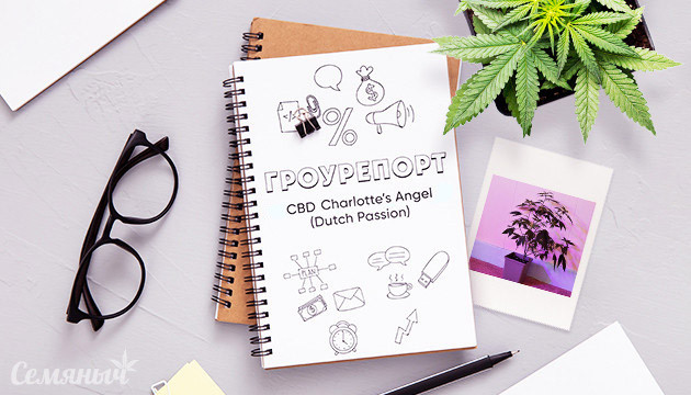 Гроурепорт сорта CBD Charlotte’s Angel