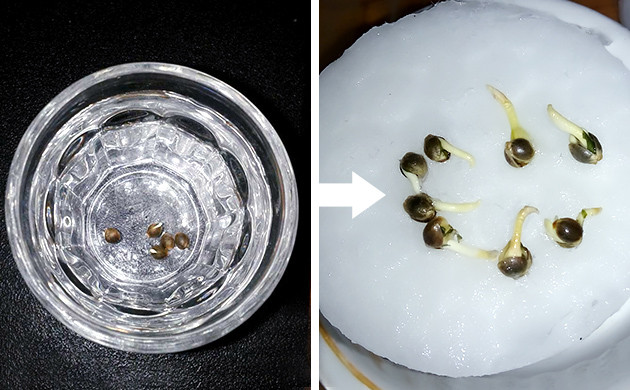 Проращивание семян