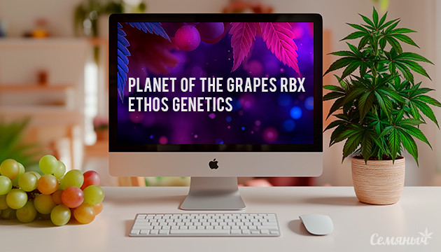 Гроурепорт сорта Planet of the Grapes RBX от Ethos Genetics