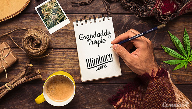 Гроурепорт сорта Grandaddy Purple