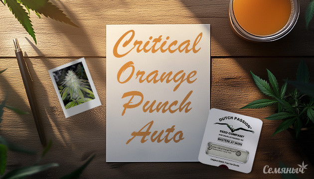 Гроурепорт сорта Auto Critical Orange Punch fem от Dutch Passion