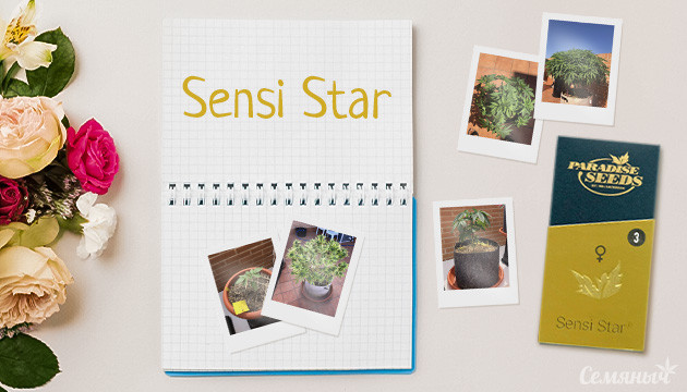 Гроурепорт сорта Sensi Star fem от Paradise Seeds