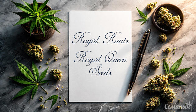 Гроурепорт сорта Royal Runtz от Royal Queen Seeds