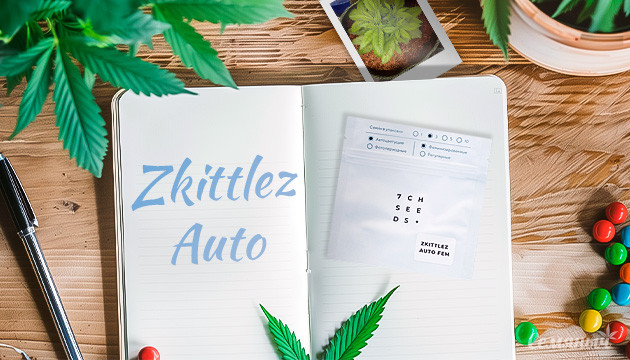 Выращивание сорта Zkittlez Auto