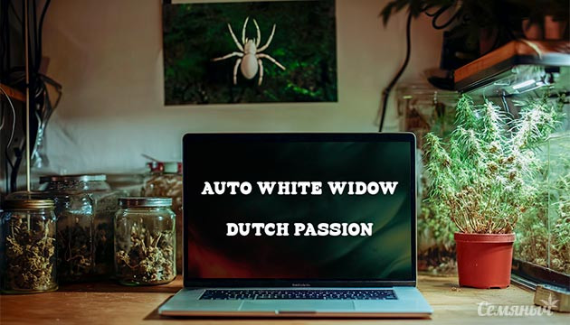 Гроурепорт Auto White Widow от сидбанка Dutch Passion